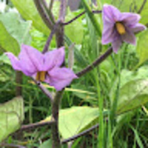 Meet your Posher, Nicki